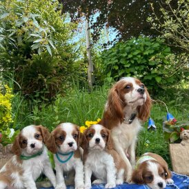Cavalier King Charles Spaniel - Both