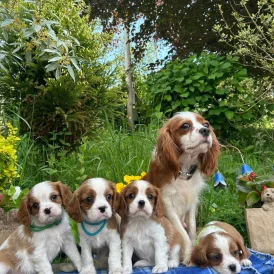 Cavalier King Charles Spaniel - Both