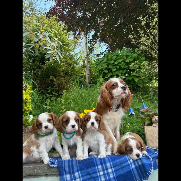 Cavalier King Charles Spaniel - Both