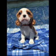 Cavalier King Charles Spaniel - Both