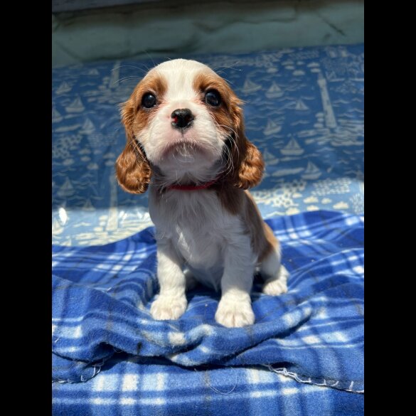 Cavalier King Charles Spaniel - Both