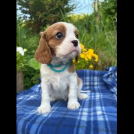 Cavalier King Charles Spaniel - Both