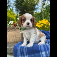 Cavalier King Charles Spaniel - Both
