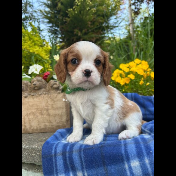 Cavalier King Charles Spaniel - Both
