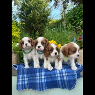 Cavalier King Charles Spaniel - Both