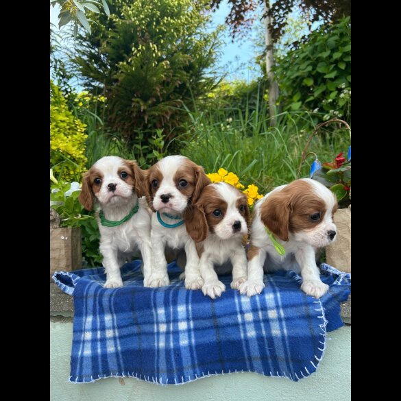 Cavalier King Charles Spaniel - Both