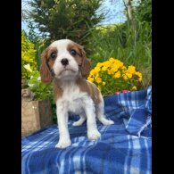 Cavalier King Charles Spaniel - Both