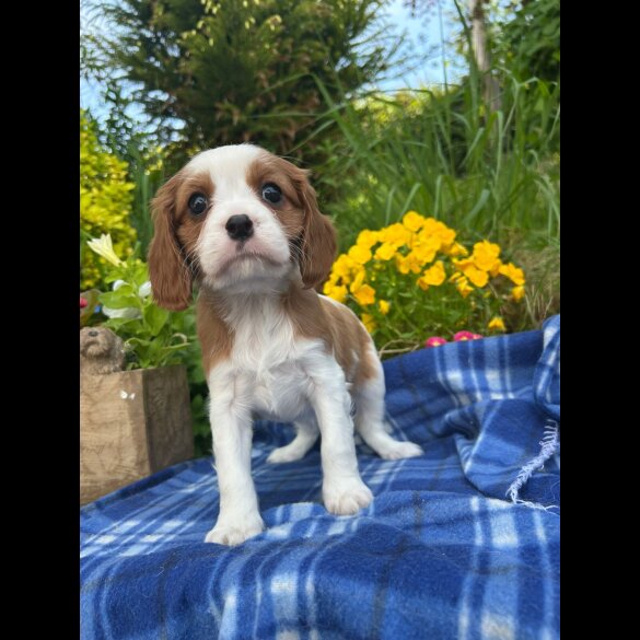 Cavalier King Charles Spaniel - Both
