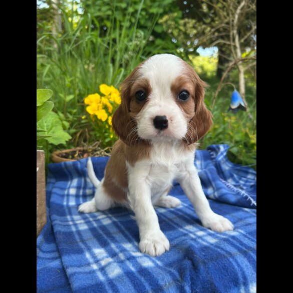 Cavalier King Charles Spaniel - Both