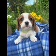 Cavalier King Charles Spaniel - Both