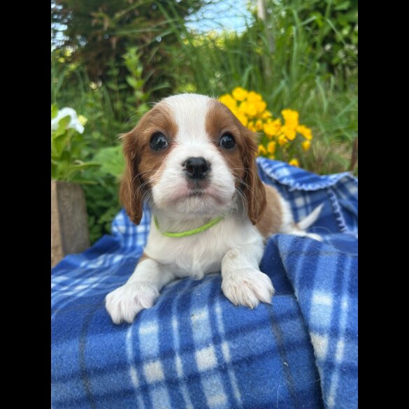 Cavalier King Charles Spaniel - Both