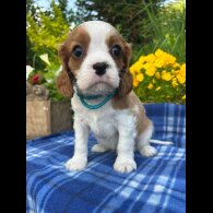 Cavalier King Charles Spaniel - Both