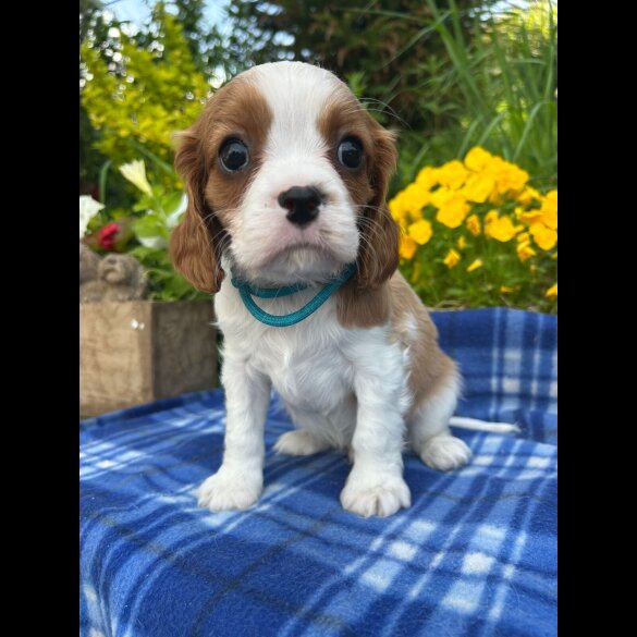Cavalier King Charles Spaniel - Both
