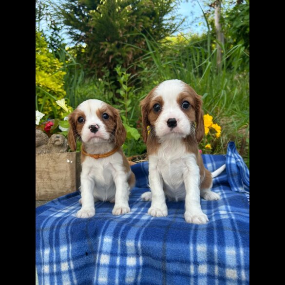 Cavalier King Charles Spaniel - Both