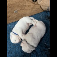 Samoyed - Both