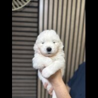 Samoyed - Both