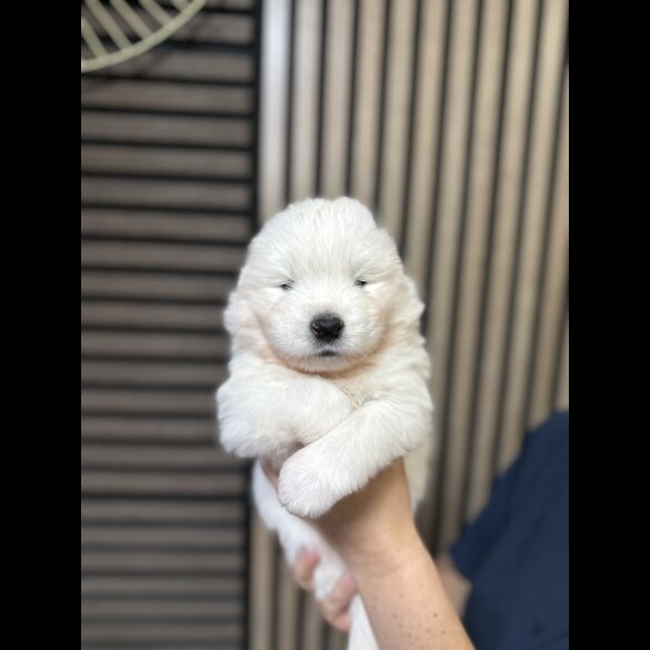 Samoyed - Both