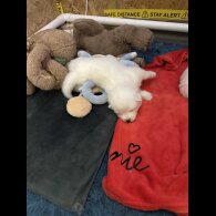 Samoyed - Both