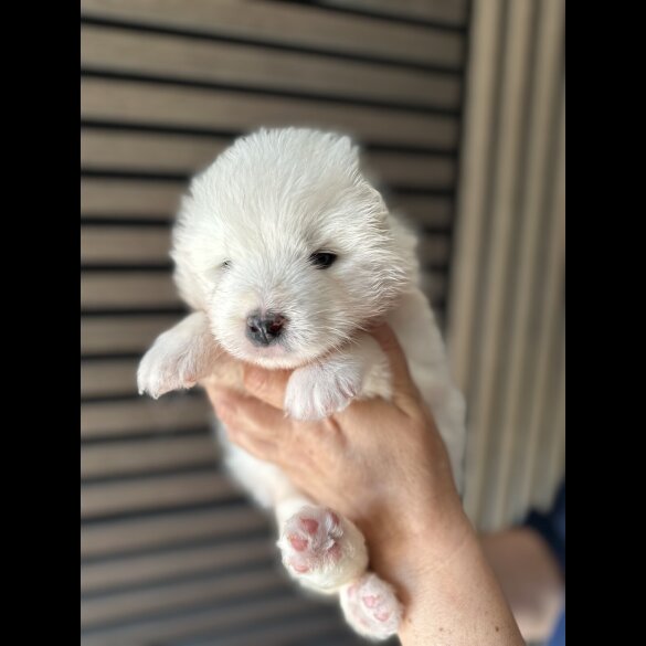 Samoyed - Both