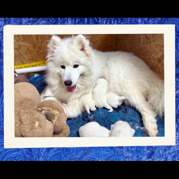 Samoyed - Both
