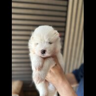Samoyed - Both