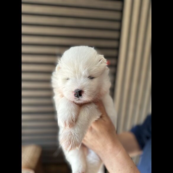 Samoyed - Both