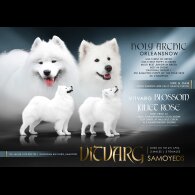 Samoyed - Both