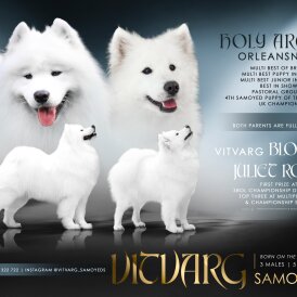 Samoyed - Both