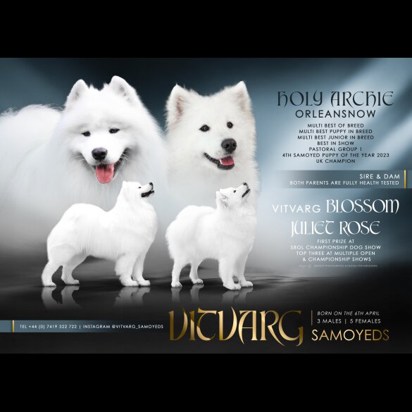 Samoyed - Both