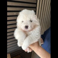 Samoyed - Both