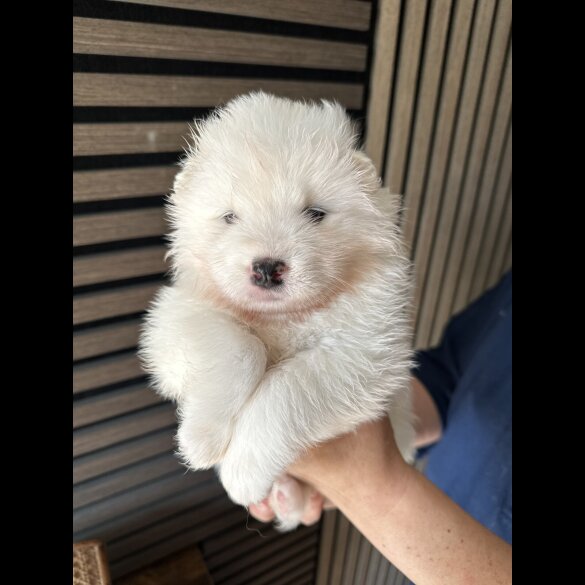 Samoyed - Both