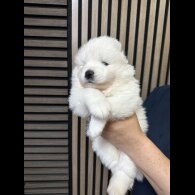 Samoyed - Both
