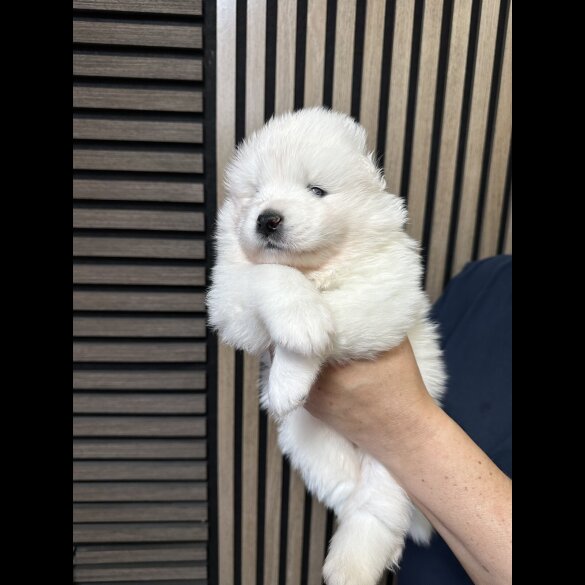 Samoyed - Both