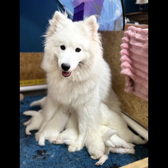 Samoyed - Both