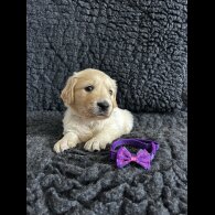 Golden Retriever - Both