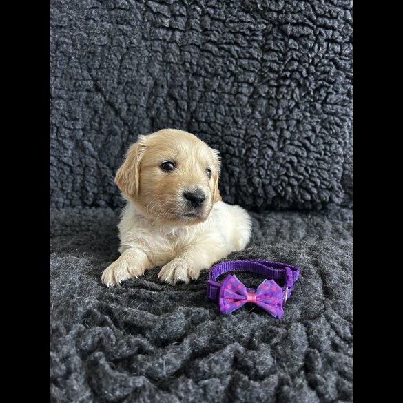 Golden Retriever - Both