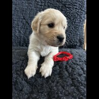 Golden Retriever - Both