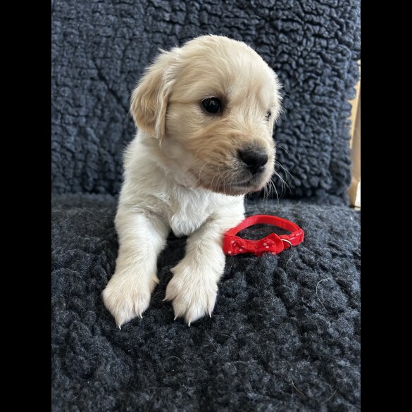Golden Retriever - Both