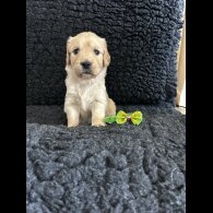 Golden Retriever - Both