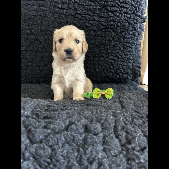 Golden Retriever - Both