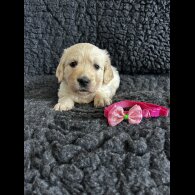Golden Retriever - Both