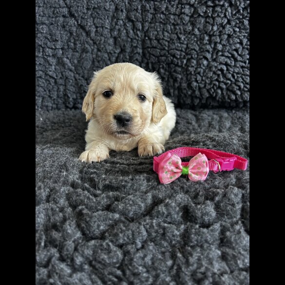 Golden Retriever - Both