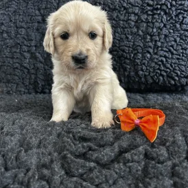 Golden Retriever - Both