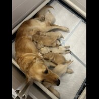 Golden Retriever - Both