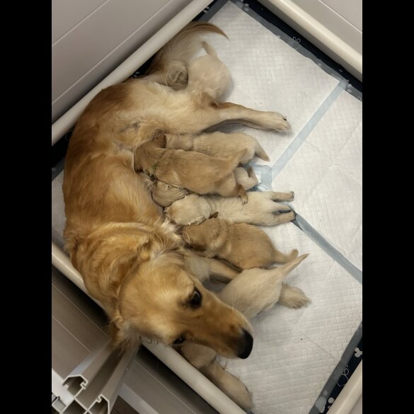 Golden Retriever - Both