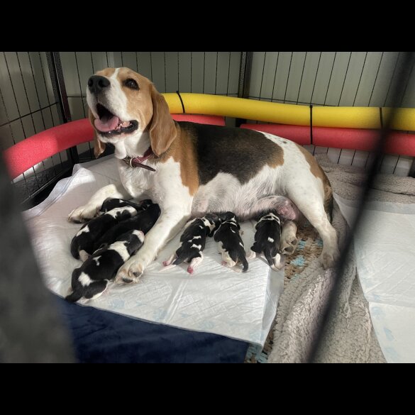 Beagle - Both