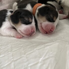 Beagle - Both