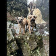 Border Terrier - Dogs