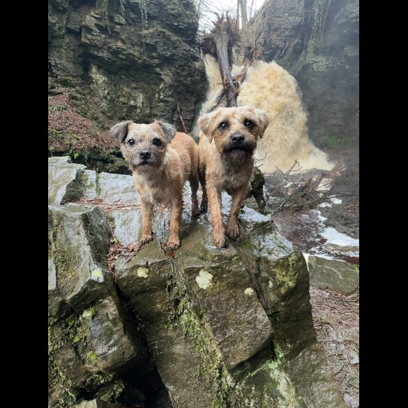 Border Terrier - Dogs