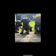Border Terrier - Dogs